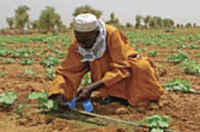 Land loss to speculators, industries and cities result in hunger – UN rights expert, NEW YORK, november 2010